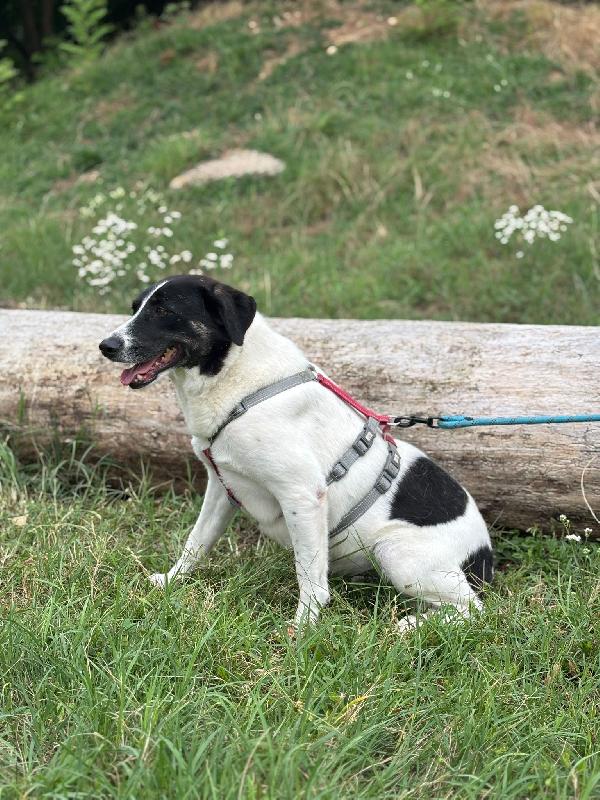 COOKIE_SPLENDIDA METICCIA Foto 6